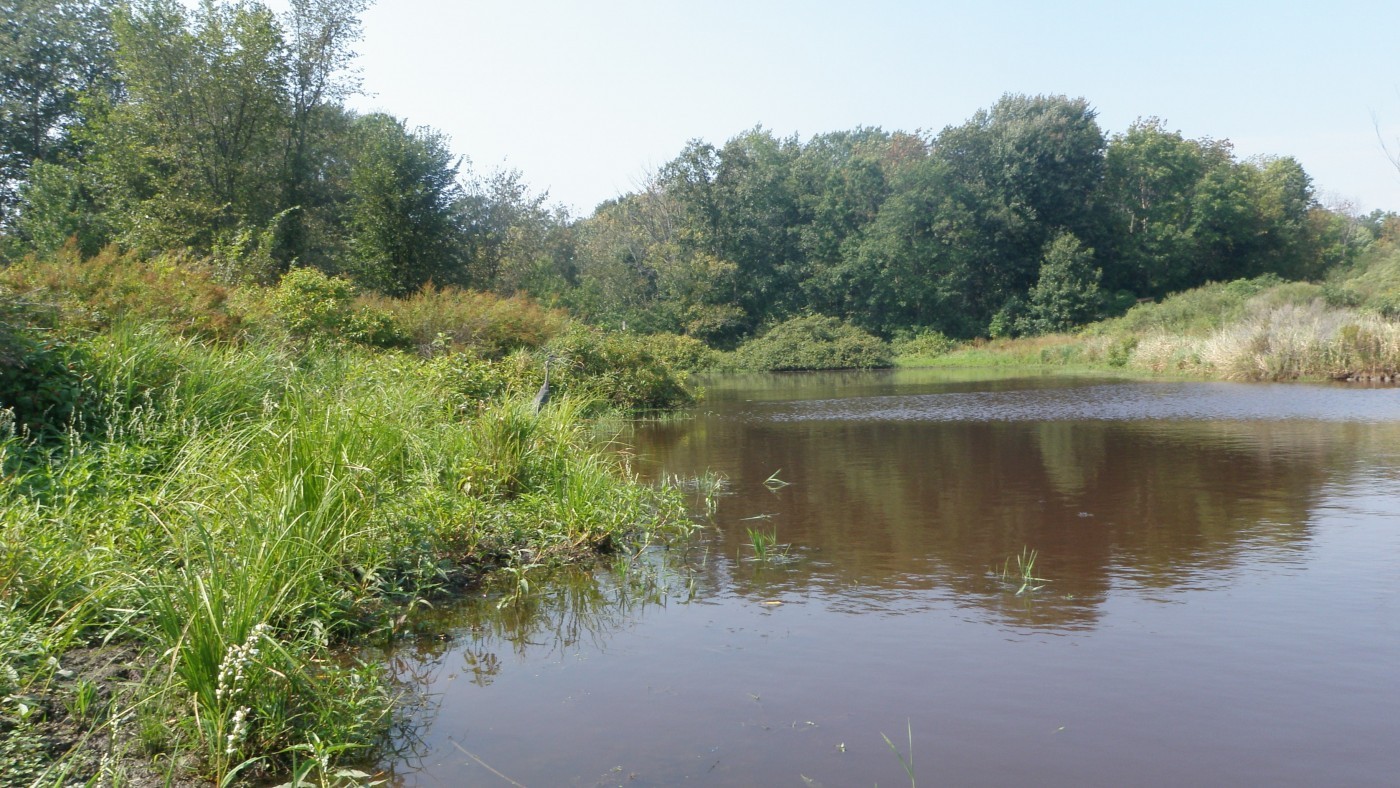 Wetland photo